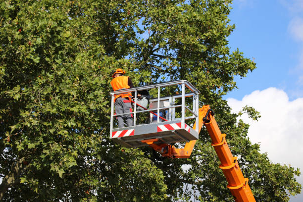 How Our Tree Care Process Works  in South Highpoint, FL